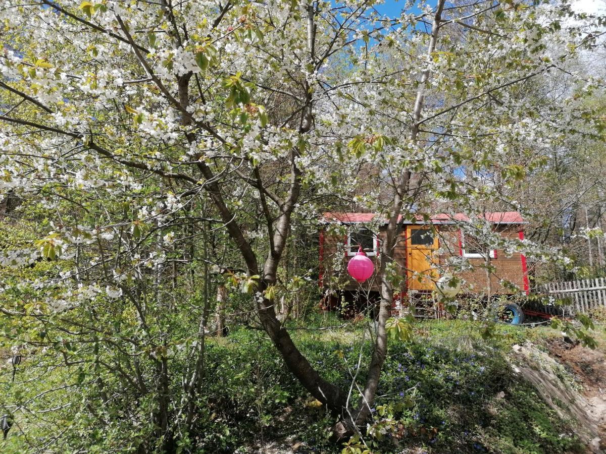 אלבינגרודה Villa Viriditas מראה חיצוני תמונה